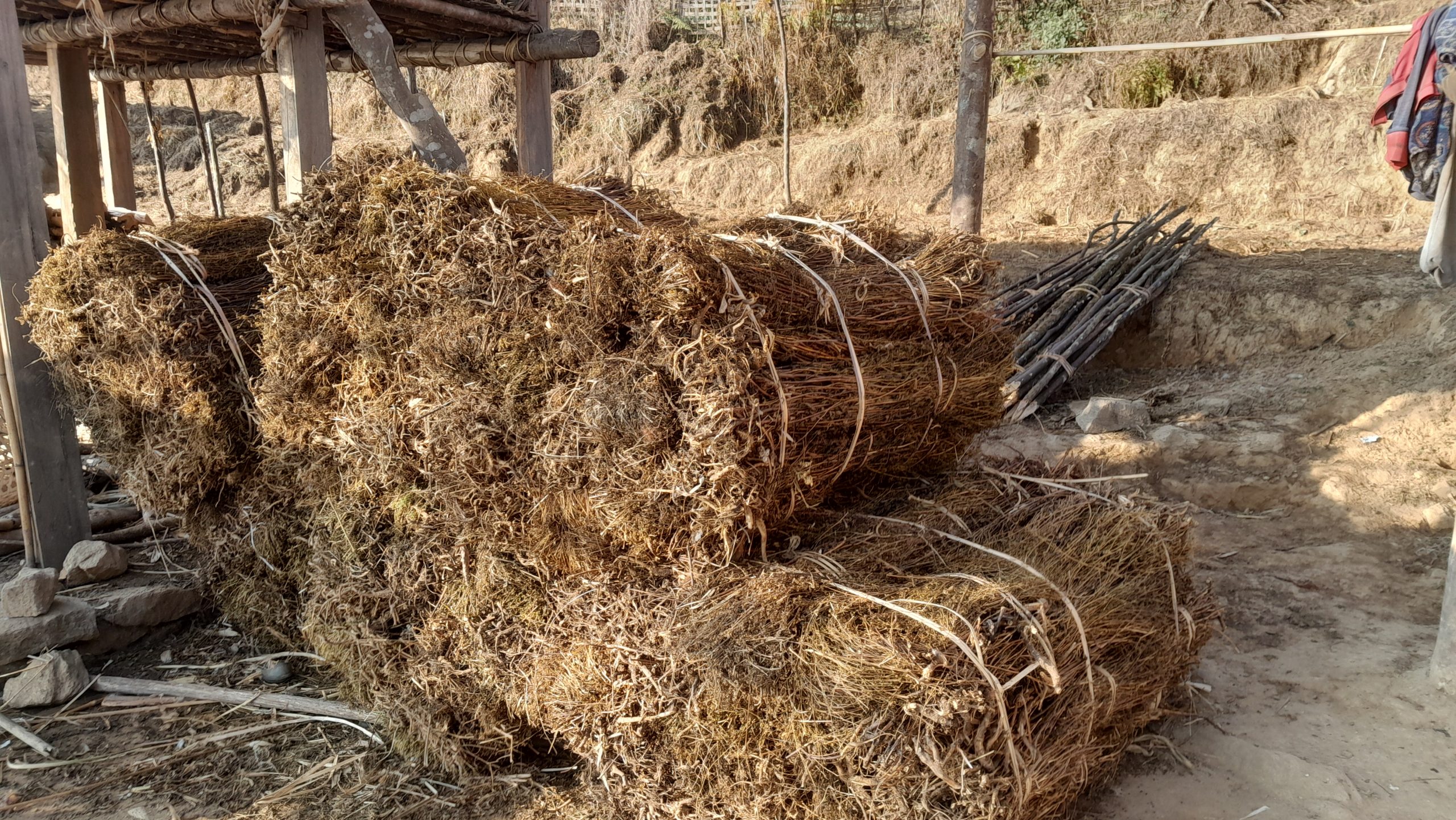 युवाले गाउँ छाडे, बहुउपयोगी जडिबुटी चिराइतो खेतीप्रति मोह घट्यो 